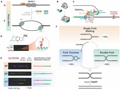 Replication of the Mammalian Genome by Replisomes Specific for Euchromatin and Heterochromatin